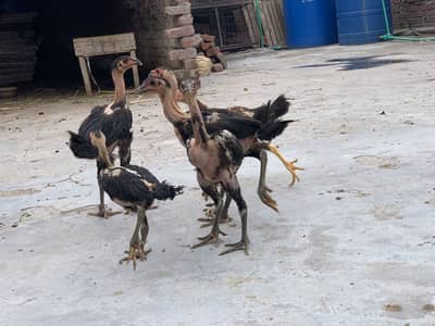 For sale Thai pakoya good quality 9soon ha ik pakistani h