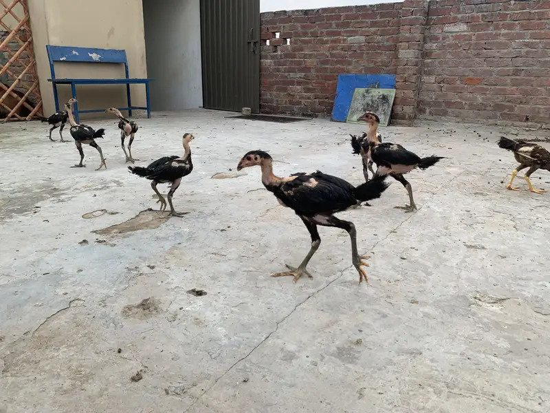 For sale Thai pakoya good quality 9soon ha ik pakistani h — photo 2