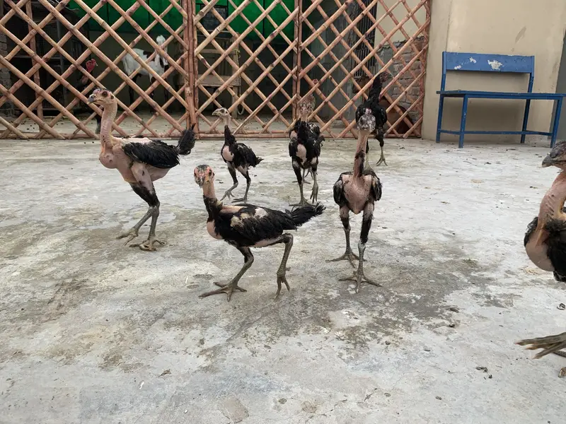 For sale Thai pakoya good quality 9soon ha ik pakistani h — photo 3
