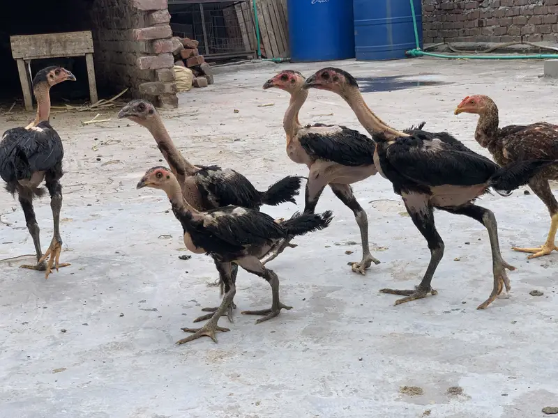 For sale Thai pakoya good quality 9soon ha ik pakistani h — photo 5