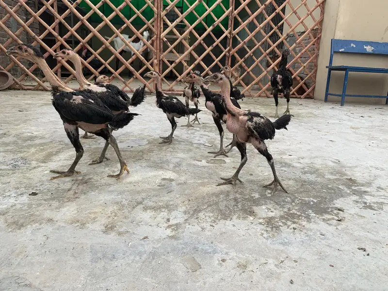 For sale Thai pakoya good quality 9soon ha ik pakistani h — photo 6