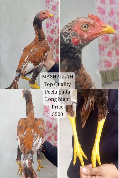 only call WhatsApp aseel Heera Madi