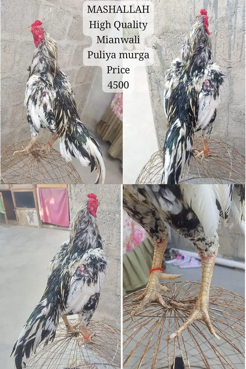only call WhatsApp aseel Heera Madi — photo 4
