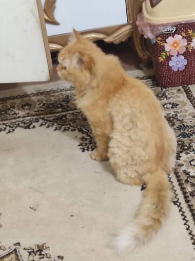 Persian Male cat adult