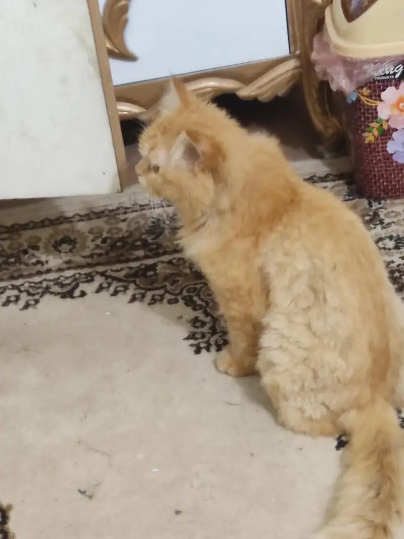Persian Male cat adult — photo 2