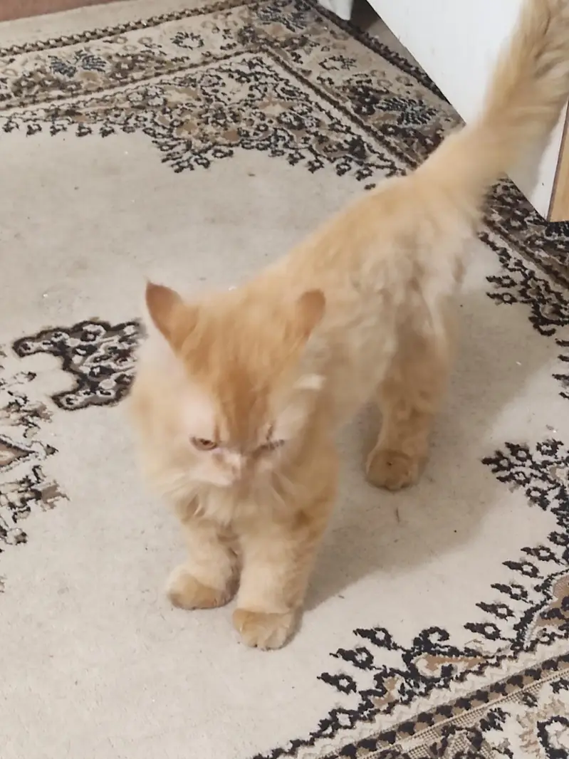 Persian Male cat adult — photo 3