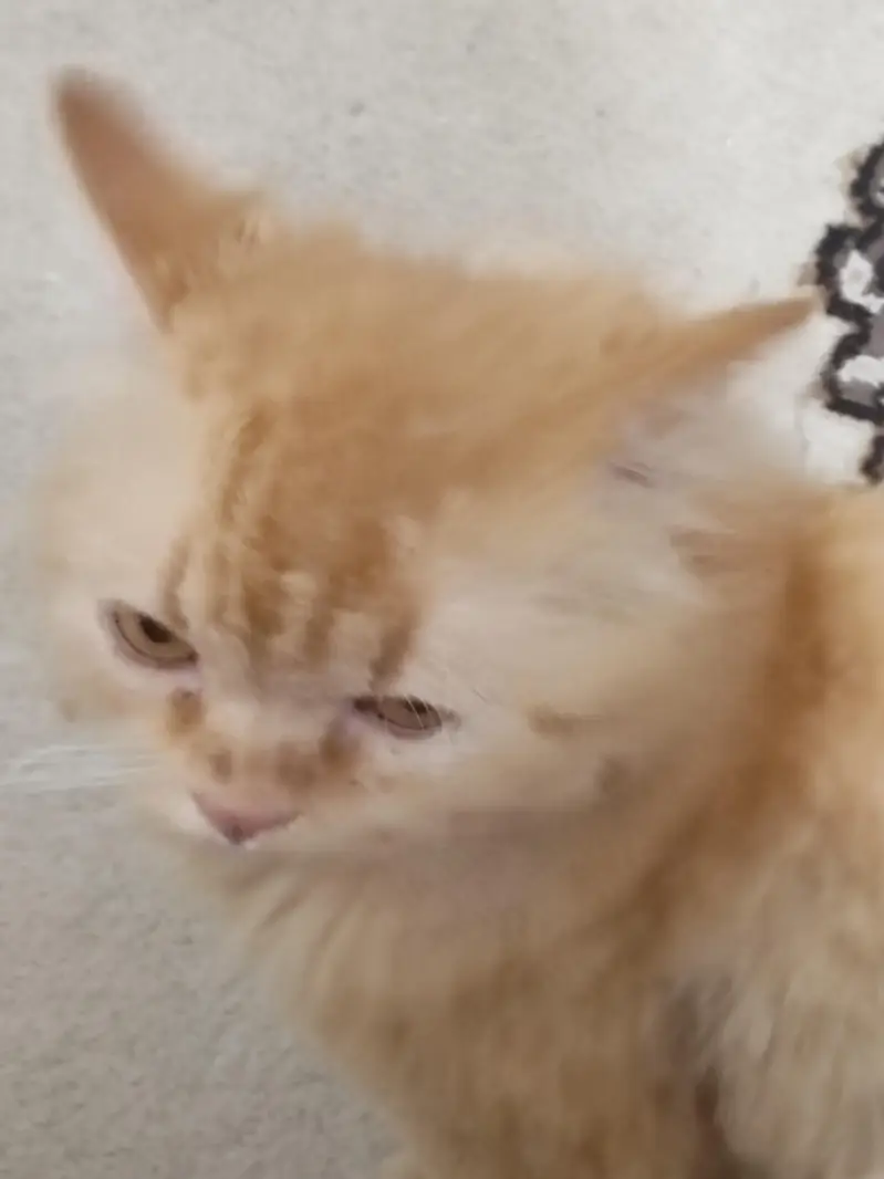 Persian Male cat adult — photo 4