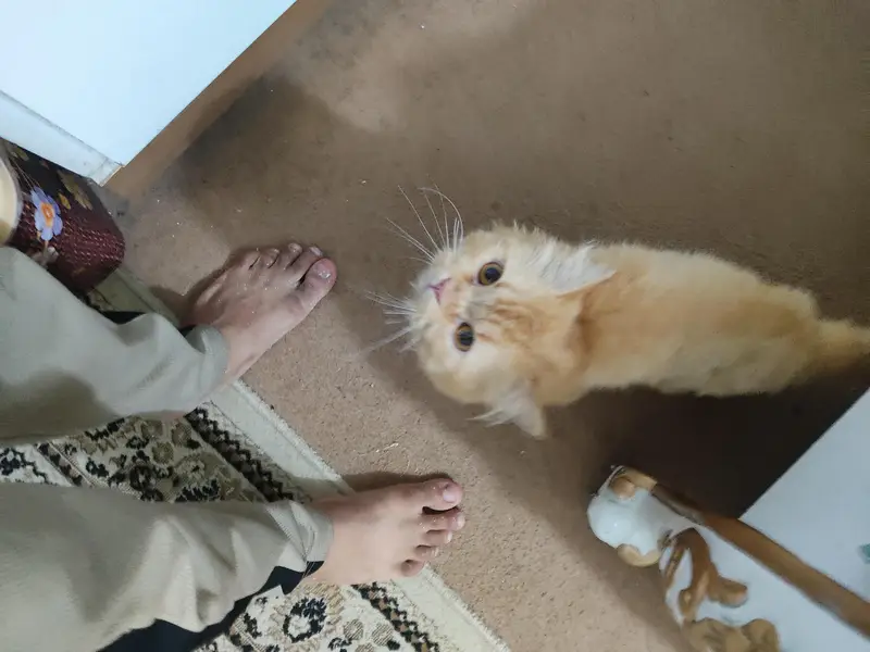 Persian Male cat adult — photo 6