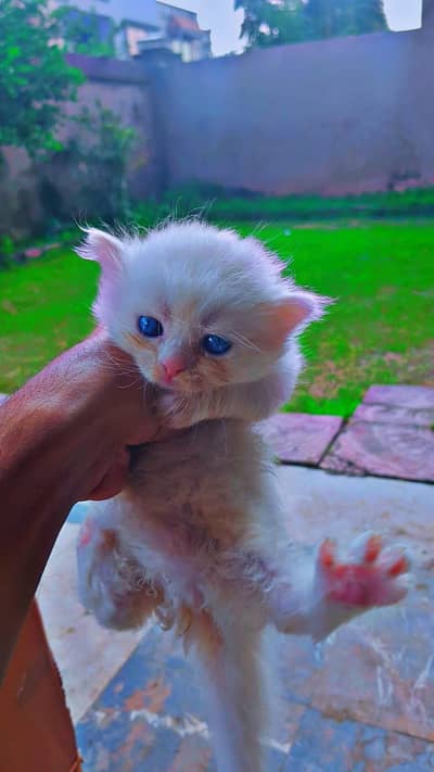 white two eyes