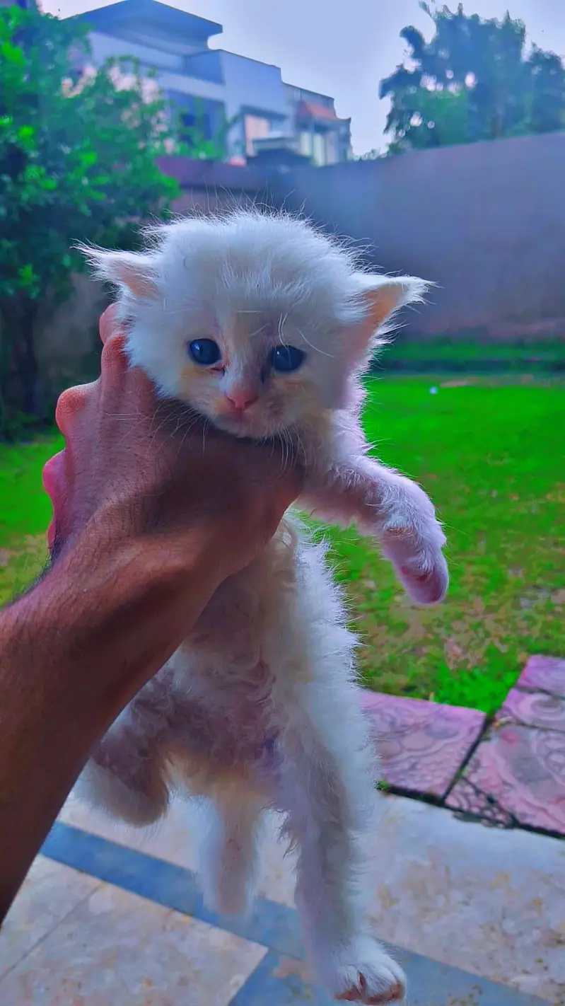 white two eyes — photo 2