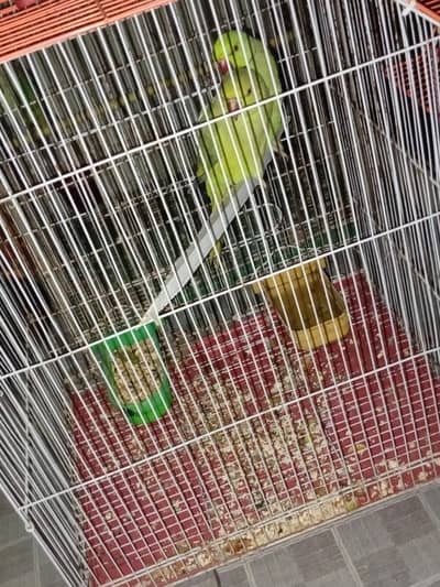 ringneck for sell