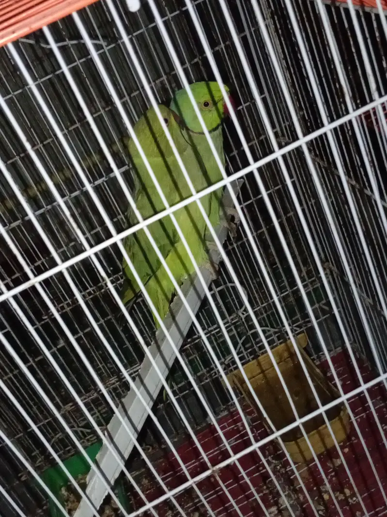 ringneck for sell — photo 2