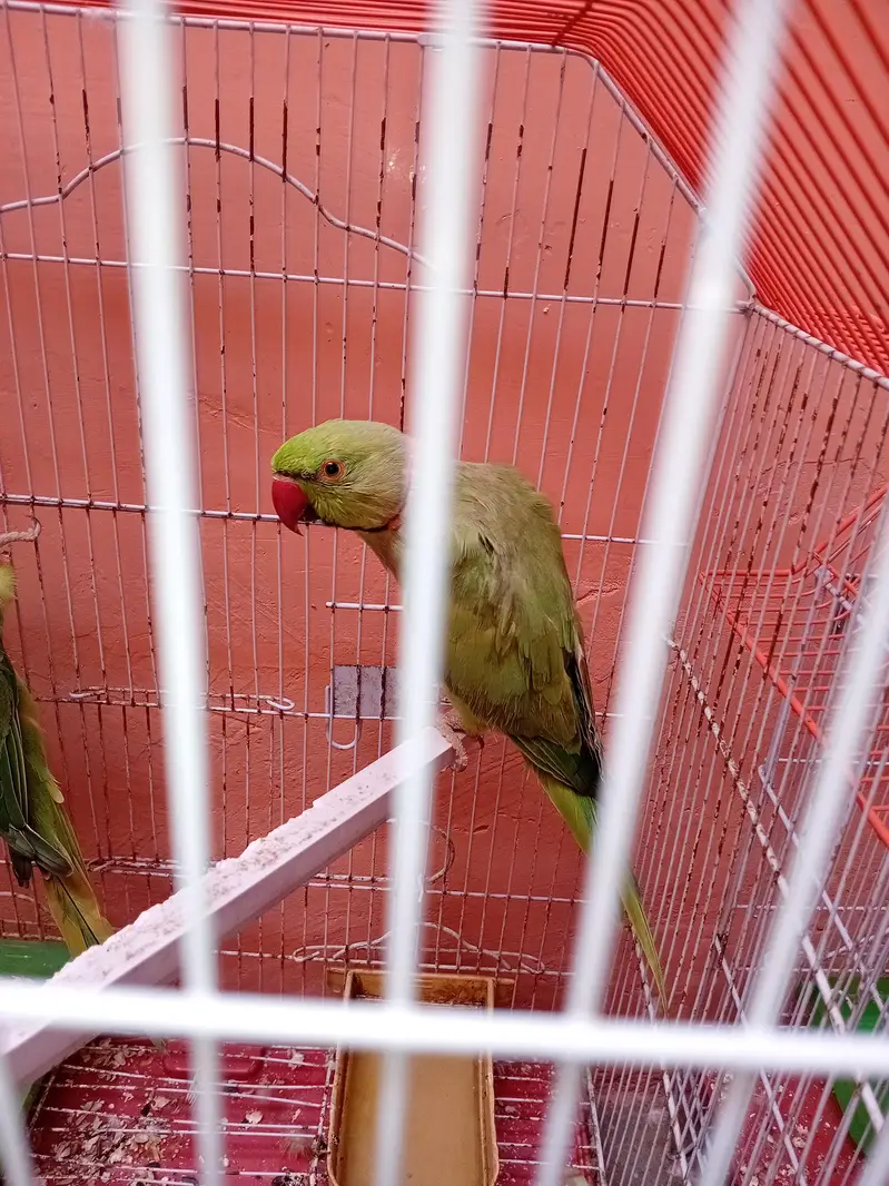 ringneck for sell — photo 3