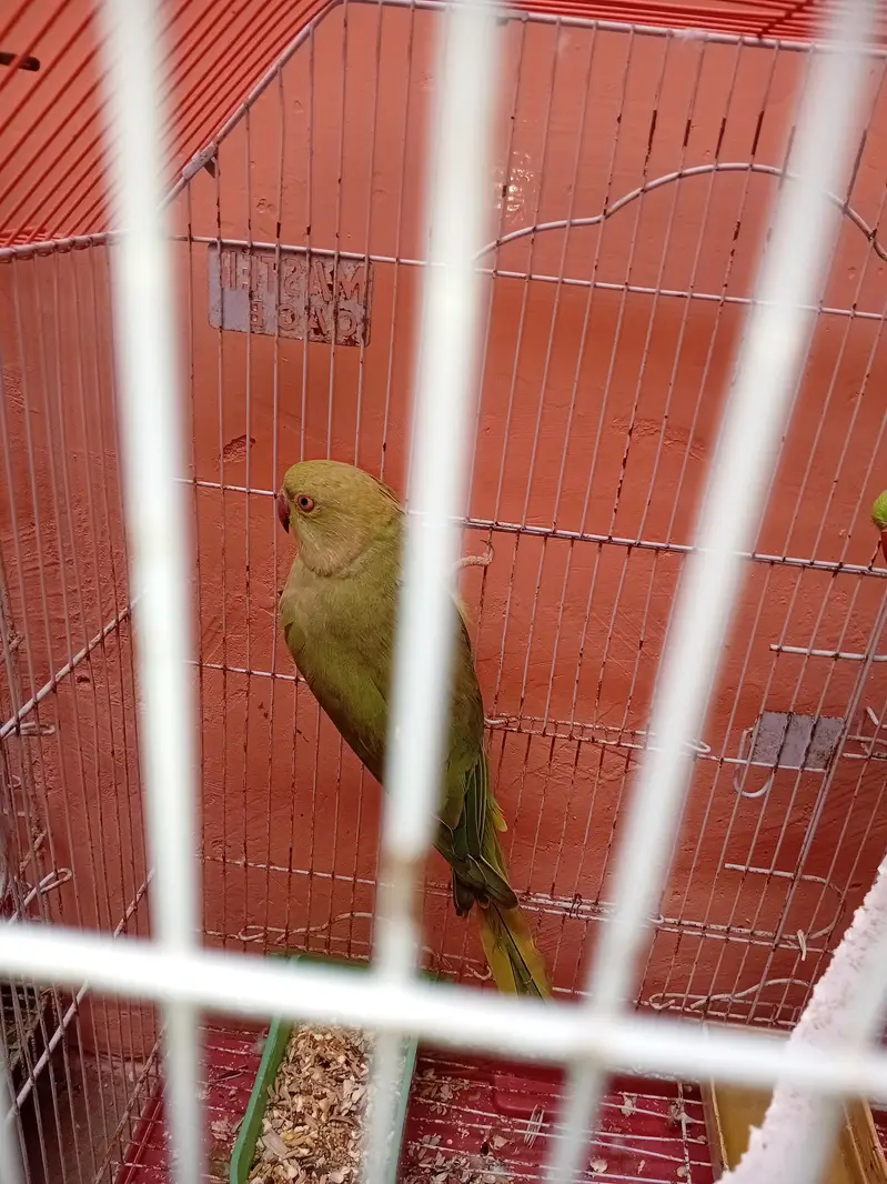ringneck for sell — photo 4