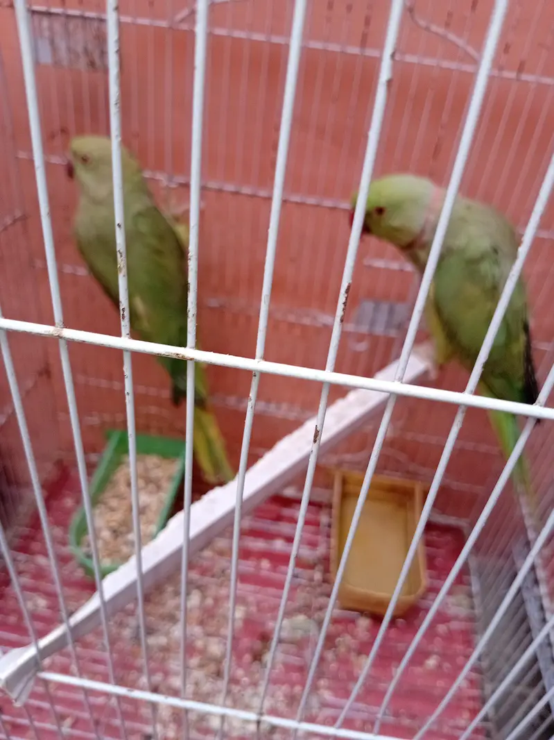 ringneck for sell — photo 5