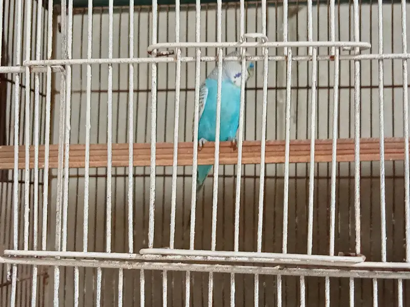 Cage and Parrots — photo 2