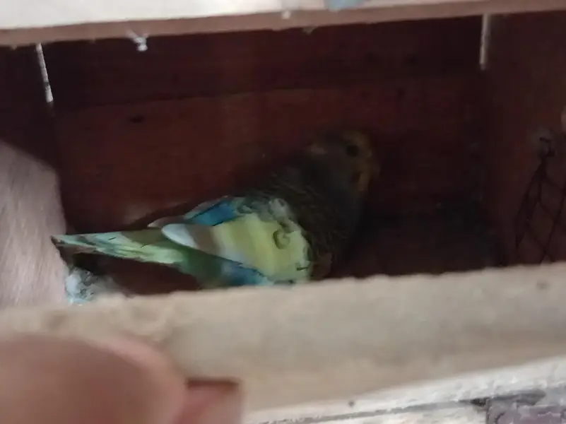 Cage and Parrots — photo 3