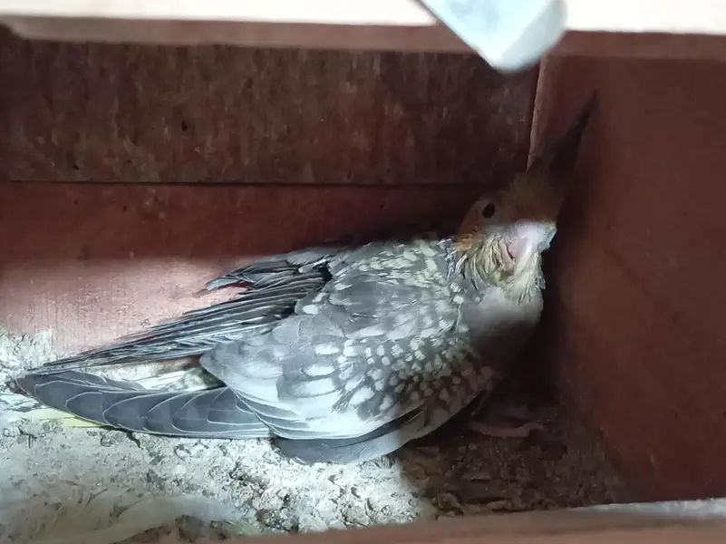 Cage and Parrots — photo 4