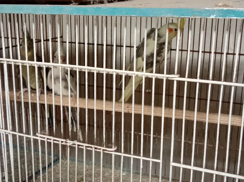 Cage and Parrots — photo 5