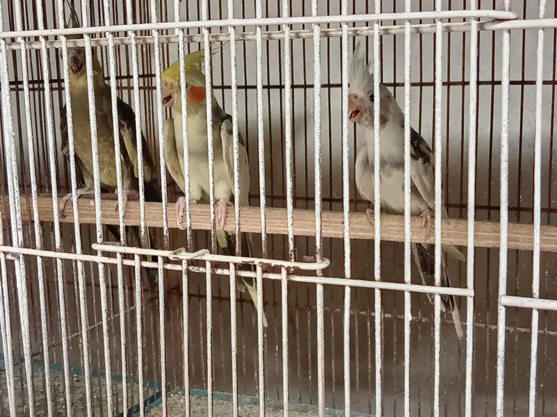 Cage and Parrots — photo 6