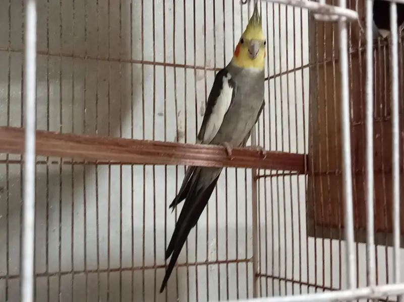 Cage and Parrots — photo 7