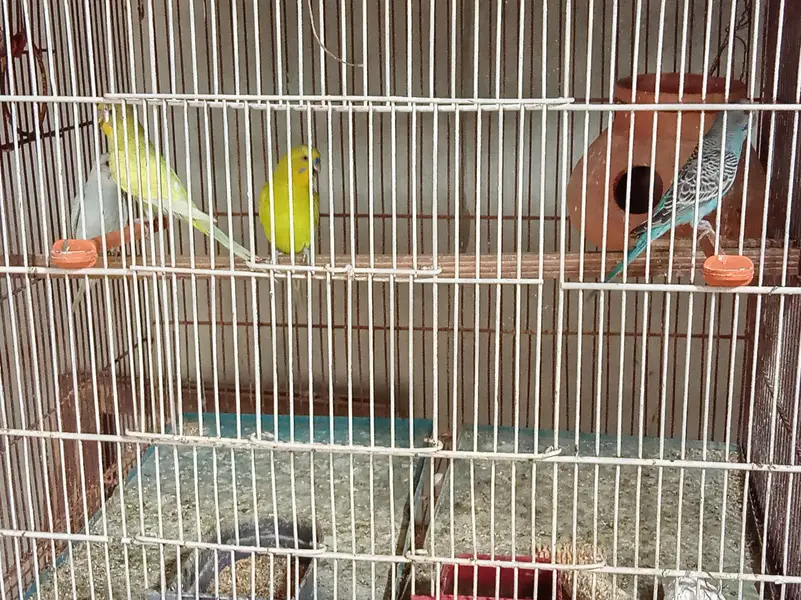 Cage and Parrots — photo 9