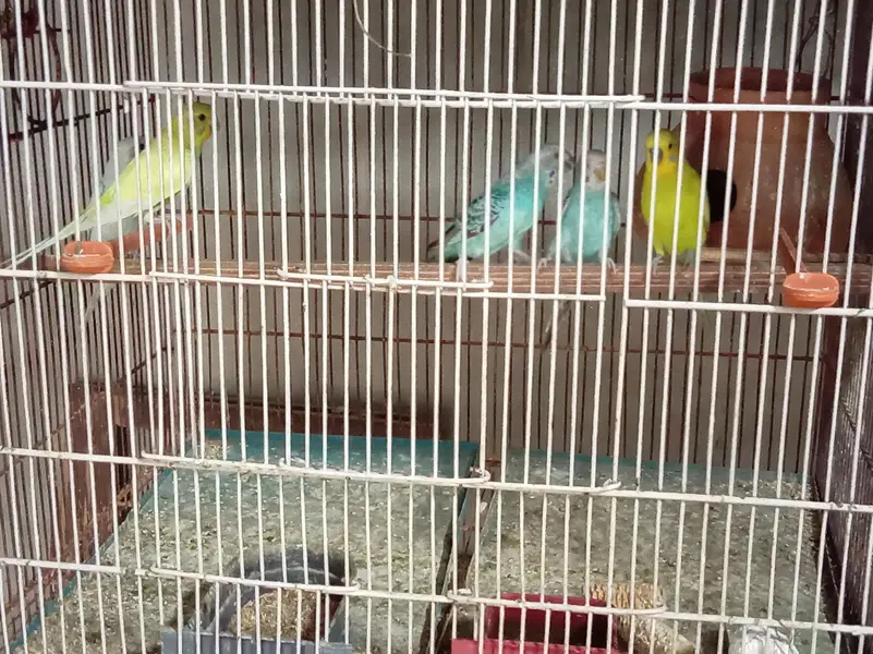 Cage and Parrots — photo 10