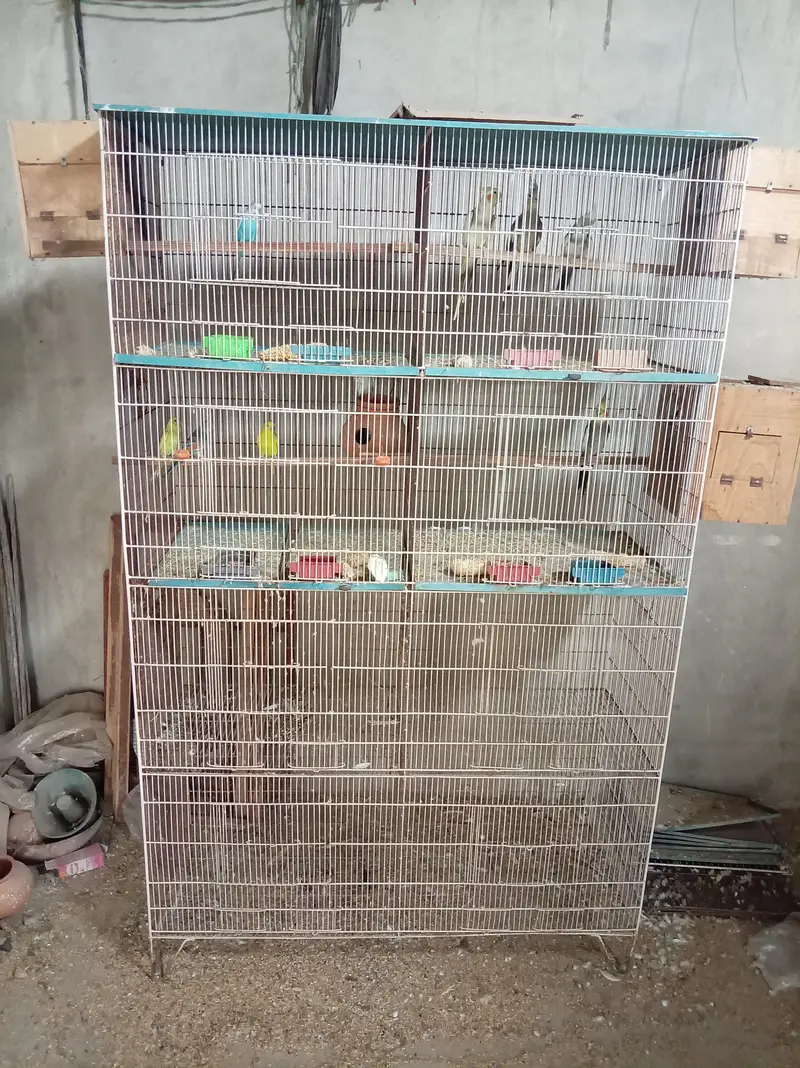 Cage and Parrots — photo 11