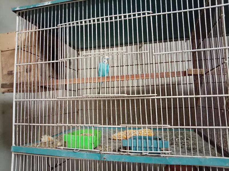 Cage and Parrots — photo 12