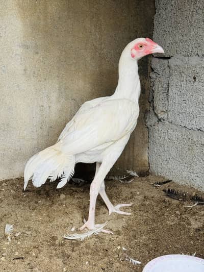 Heera jory paper white