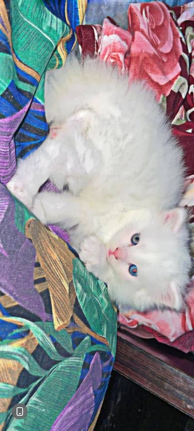 persian kittens