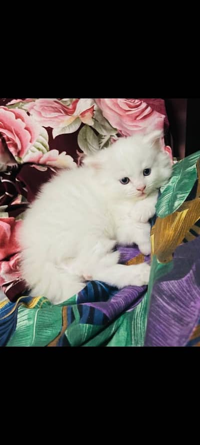 persian kittens