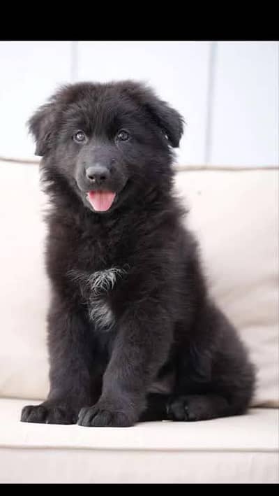 black shepherd long coat pup.