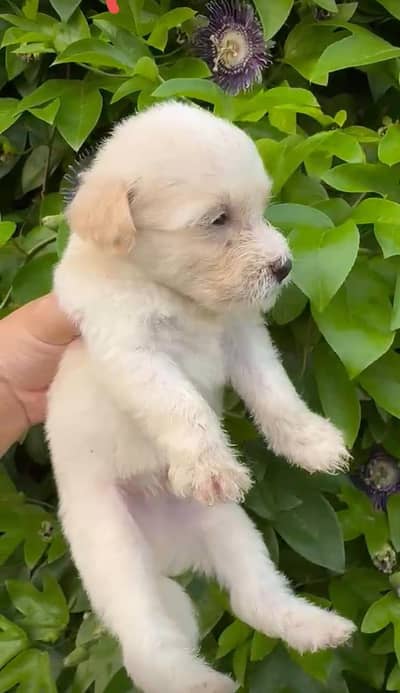 Toy poodle mini