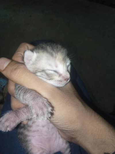 my cat