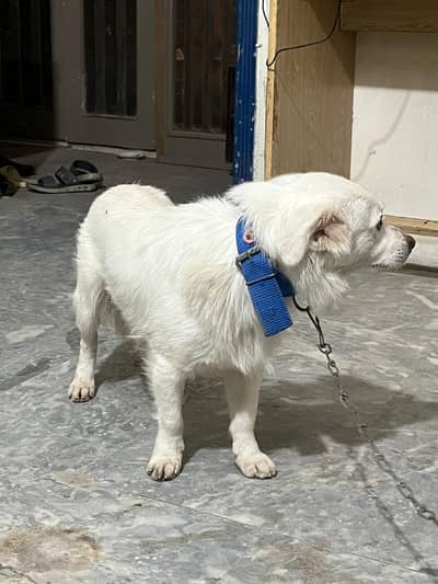 russian dog