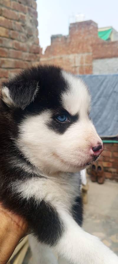 husky male