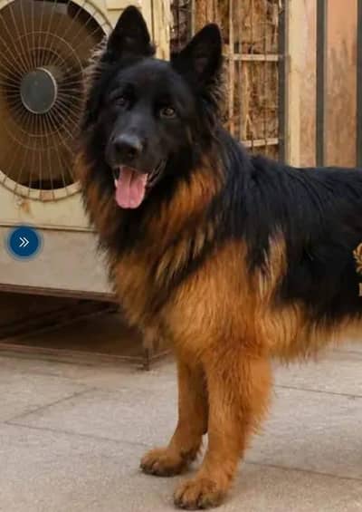 German shepherd Male 03134111831