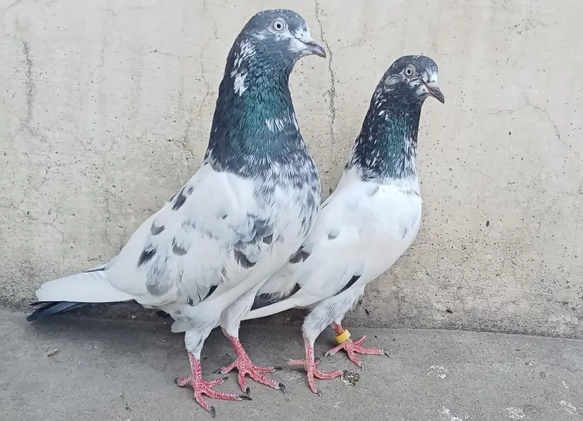 Teddy Pigeons — photo 2