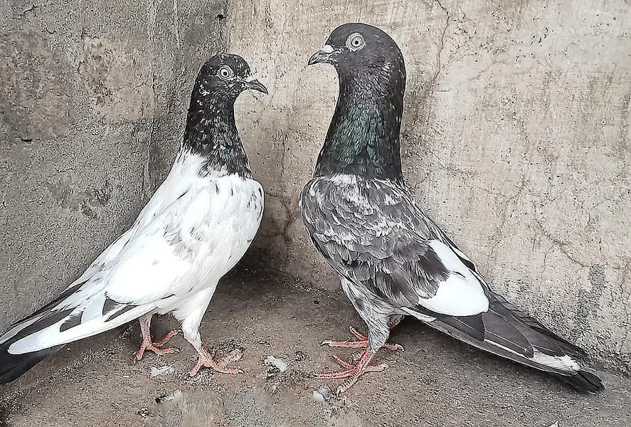 Teddy Pigeons — photo 3