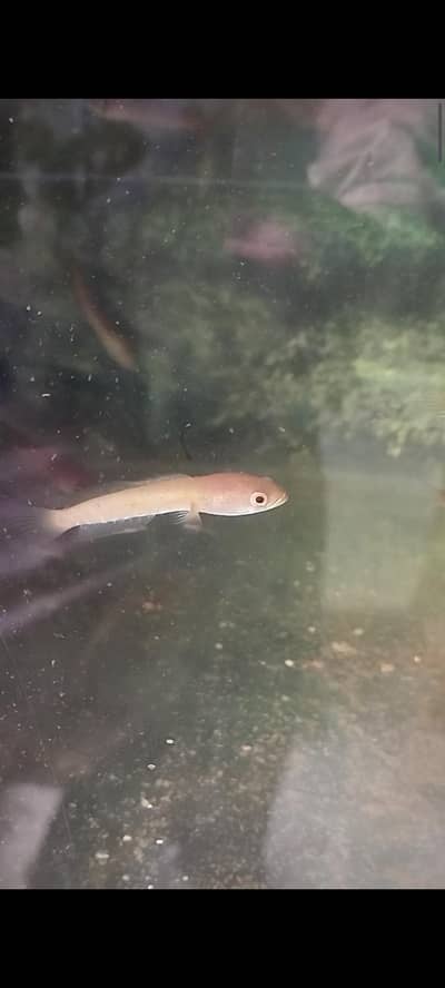 Snakhead baby's red eyes