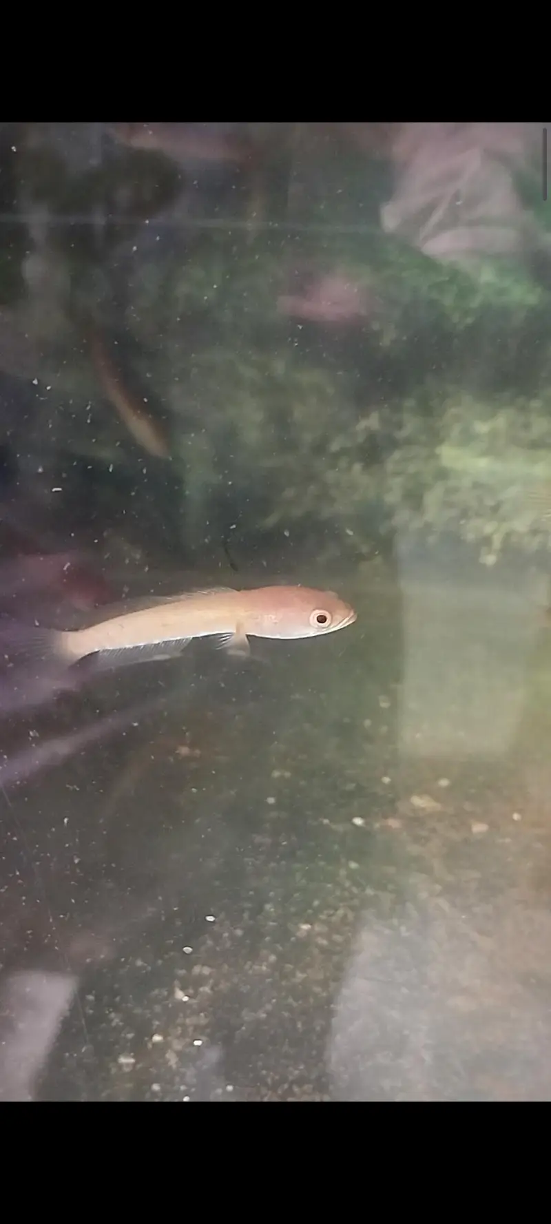 Snakhead baby's red eyes
