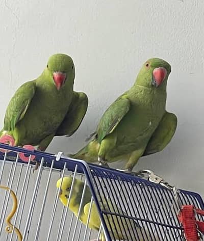 RINGNECK FEMALE FOR SALE SINGLE & BOTH