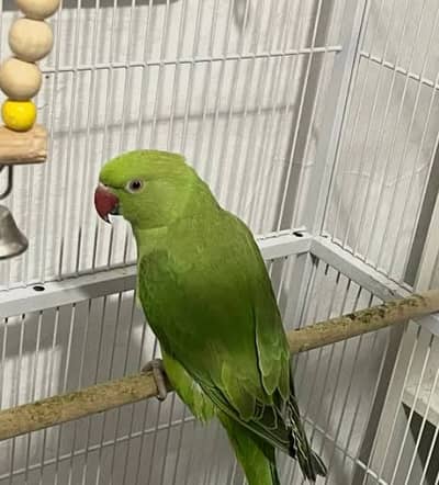 RINGNECK parrot FOR SALE SINGLE & BOTH FOR FEMALES
