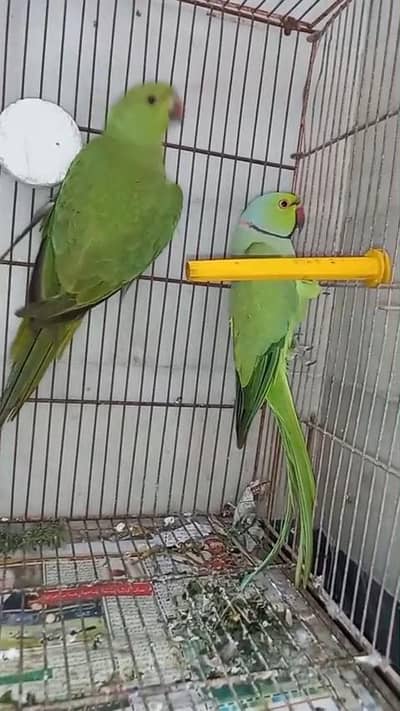 Green ringneck  piar available