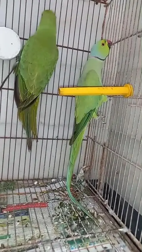 Green ringneck  piar available — photo 2
