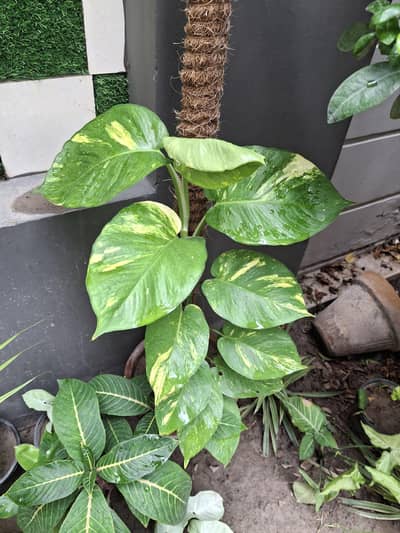 Indoor plants