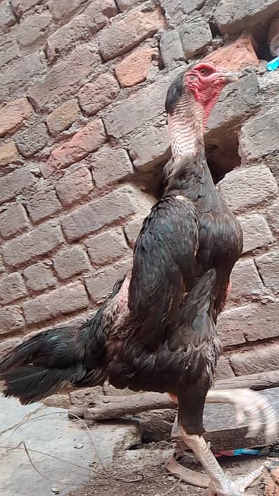 black germen female