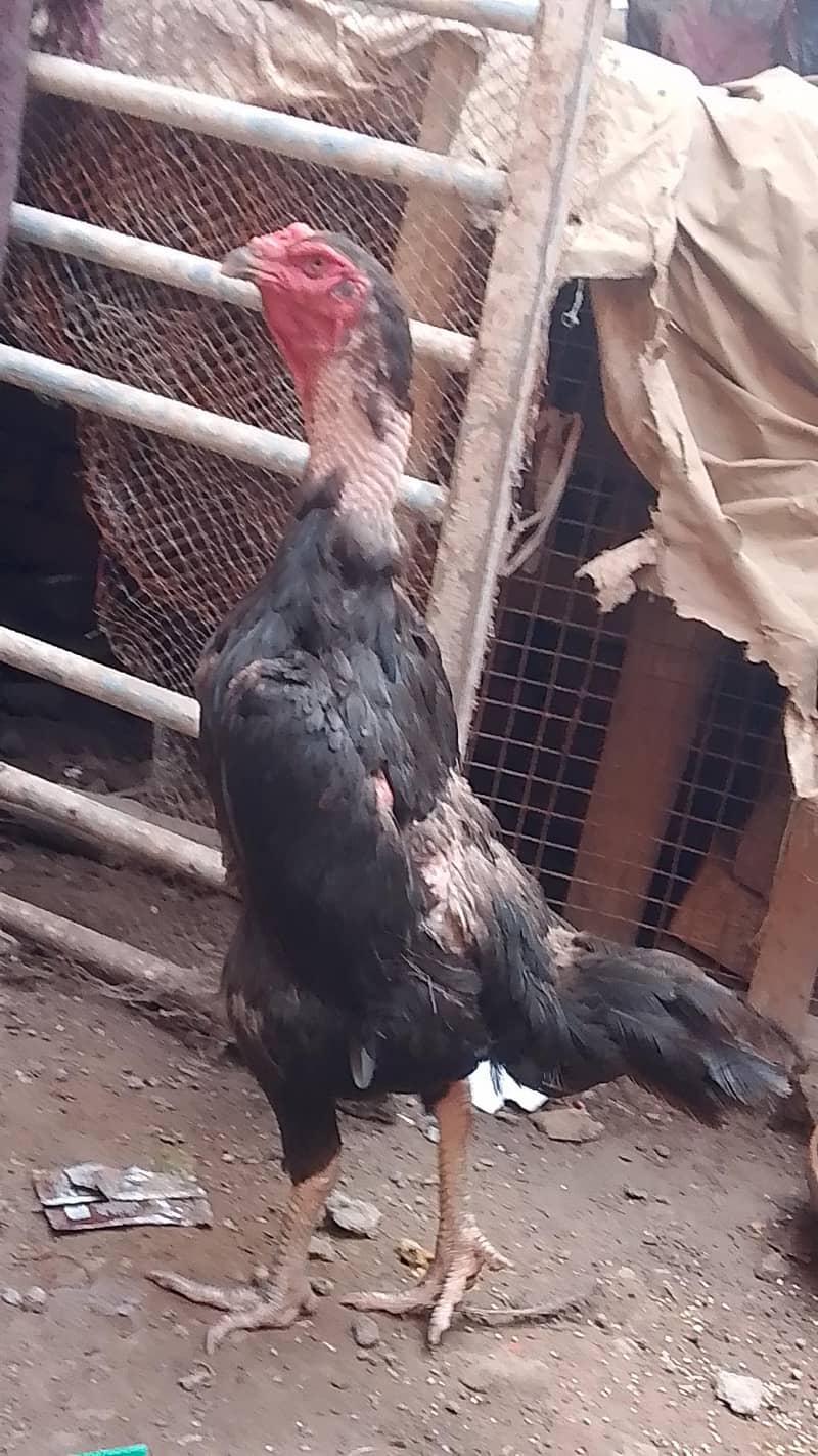 black germen female 1