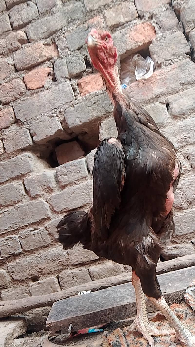 black germen female 2